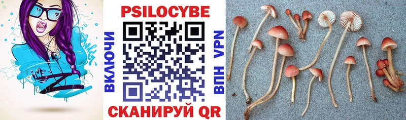 где продают   Вологда  Псилоцибиновые грибы прущие грибы 